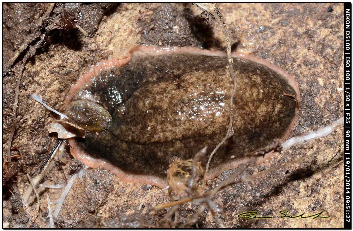 Testacella gestroi